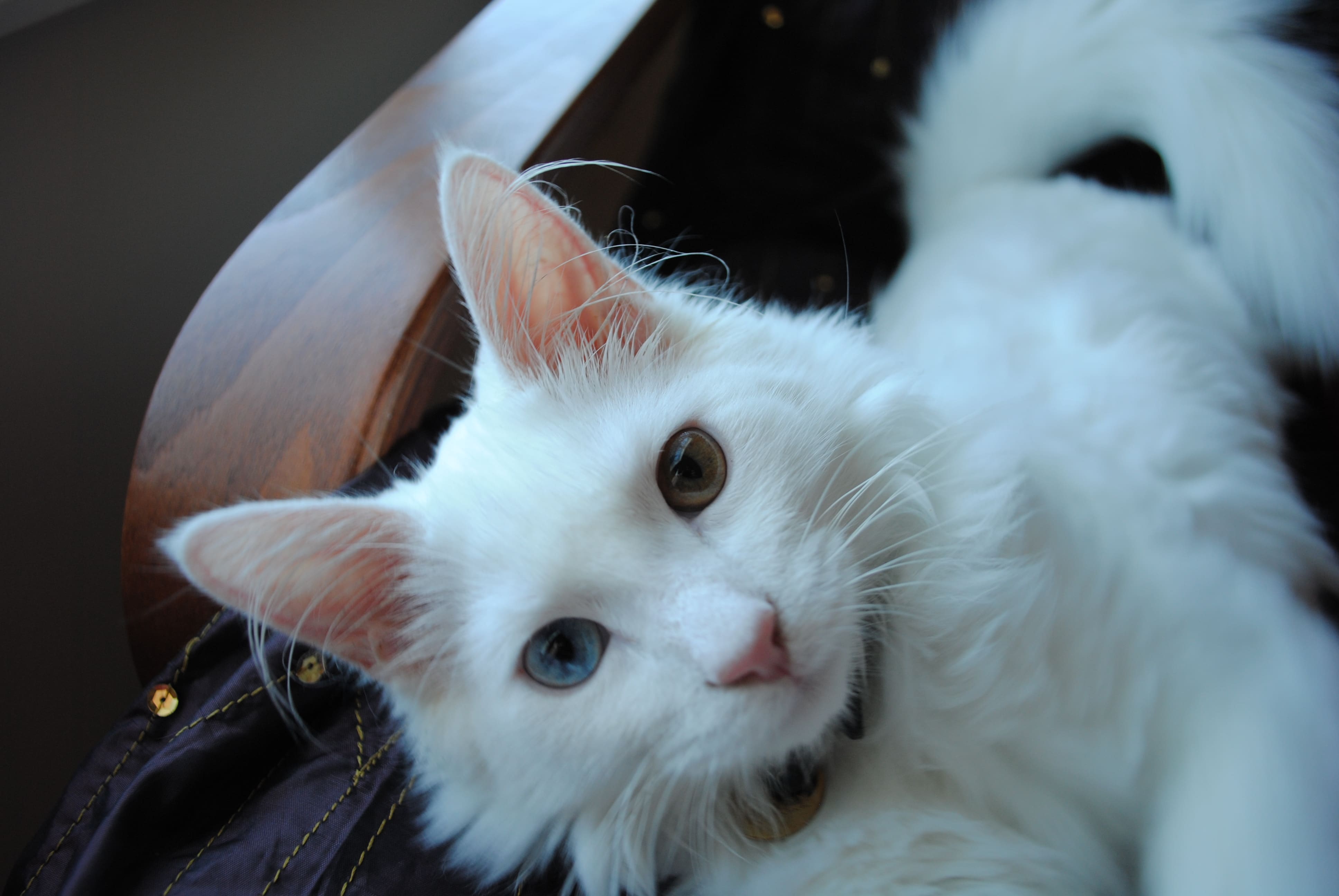 Turkish Angora