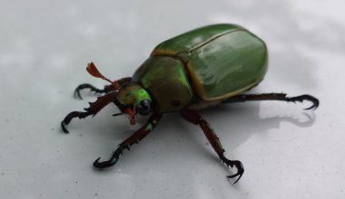 Types of Beetles in Montana