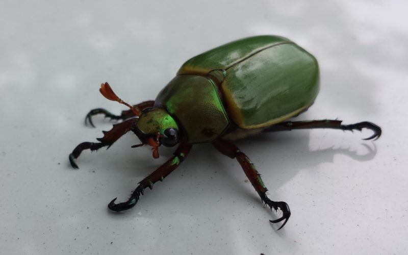 Types of Beetles in Montana