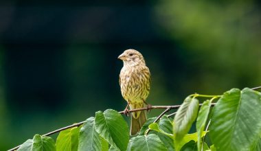 Types of Finches in Wisconsin