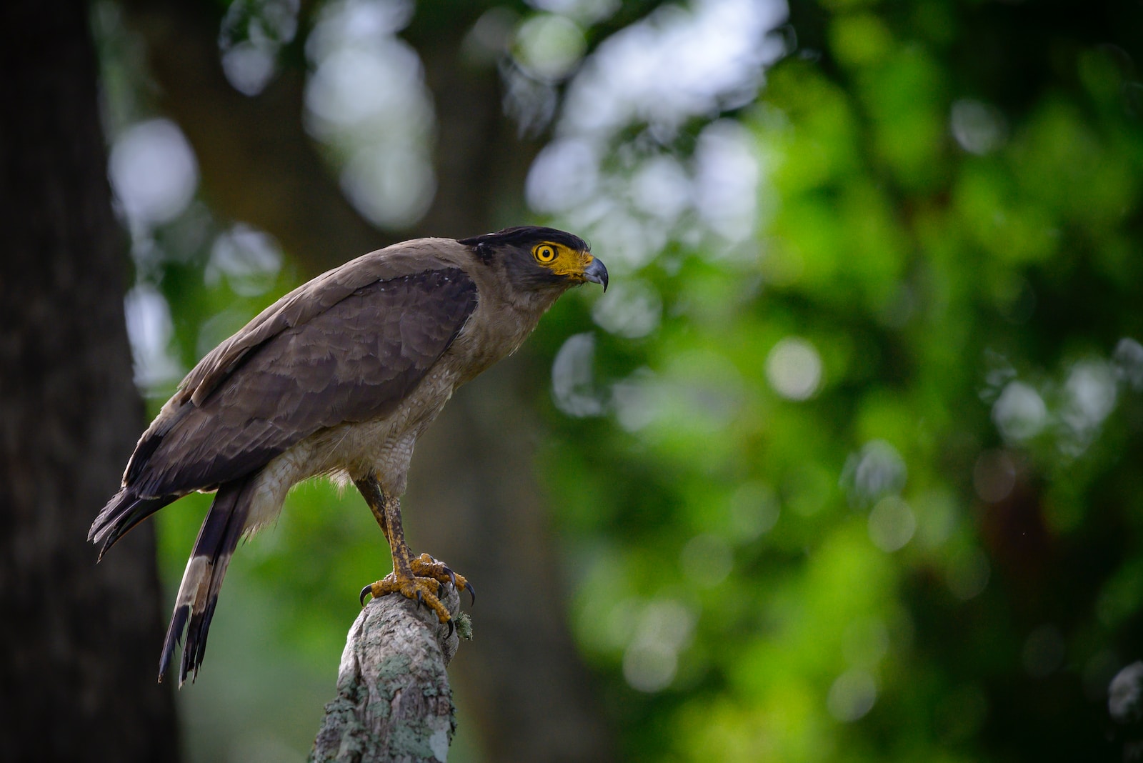 17 Different Types of Hawks in North America (With Pictures)