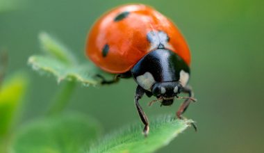 Types of Ladybugs in Michigan