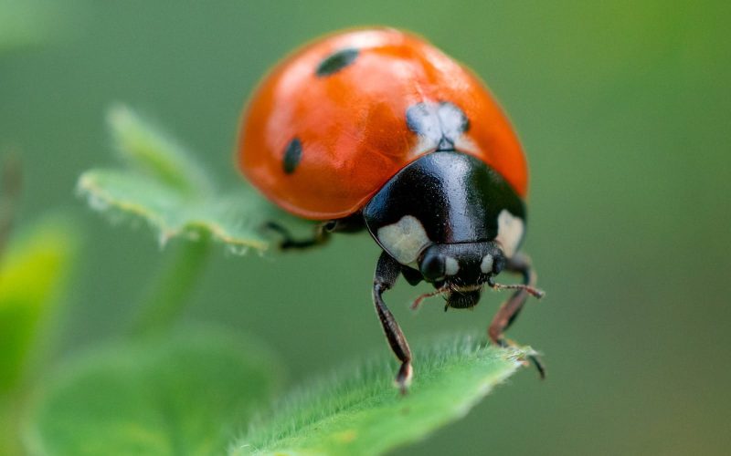 Types of Ladybugs in Michigan