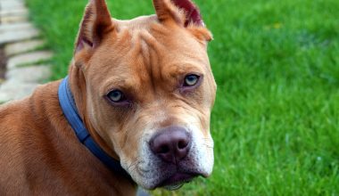 Types of Pit Bull Dog Breeds