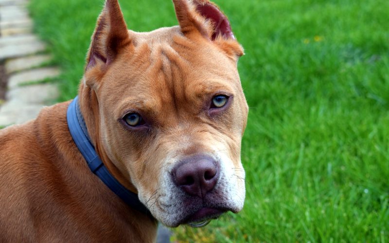 Types of Pit Bull Dog Breeds