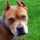 Types of Pit Bull Dog Breeds