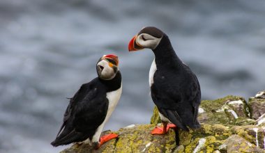 Types of Puffins