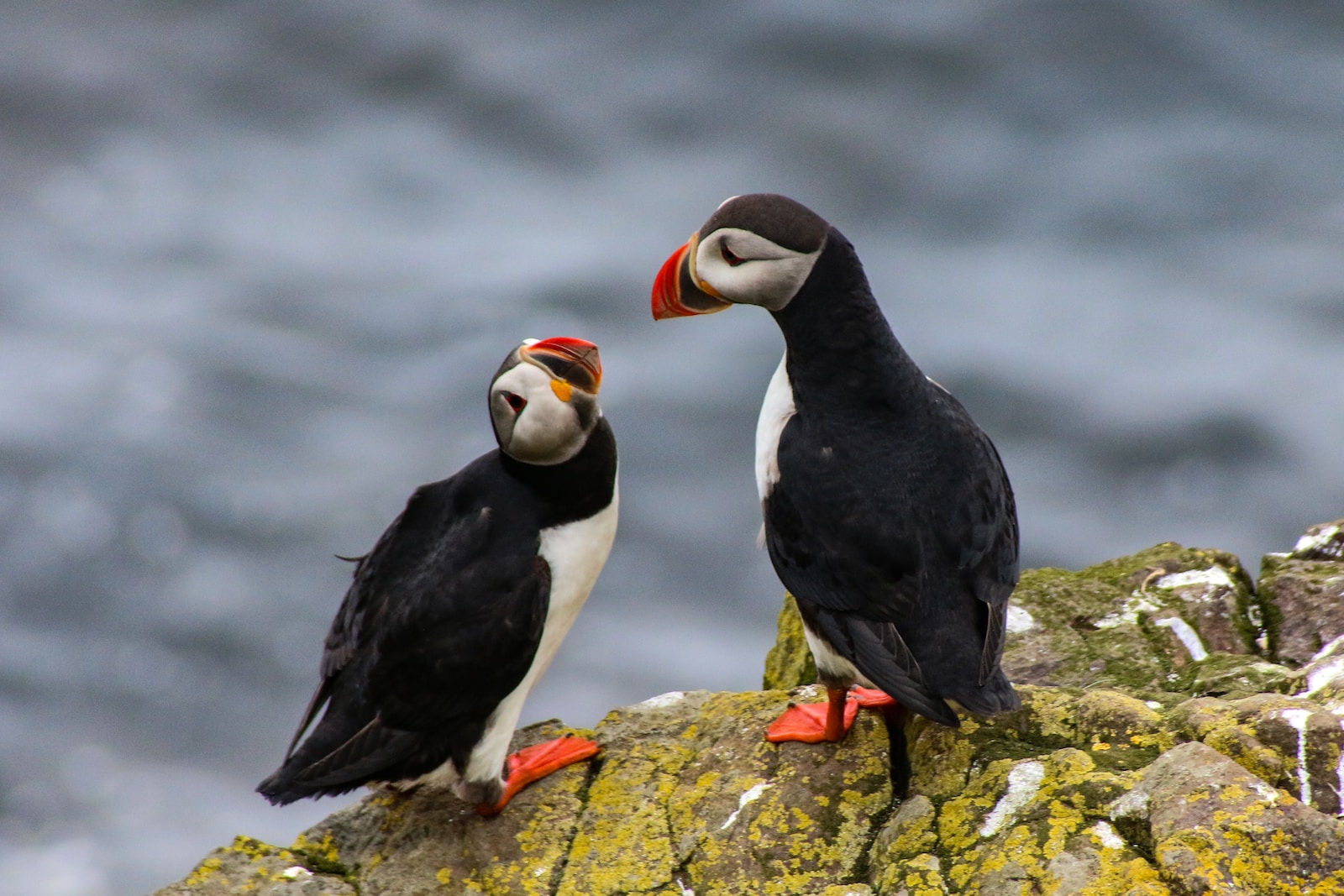 4 Different Types of Puffins