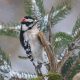 Types of Woodpeckers in Illinois