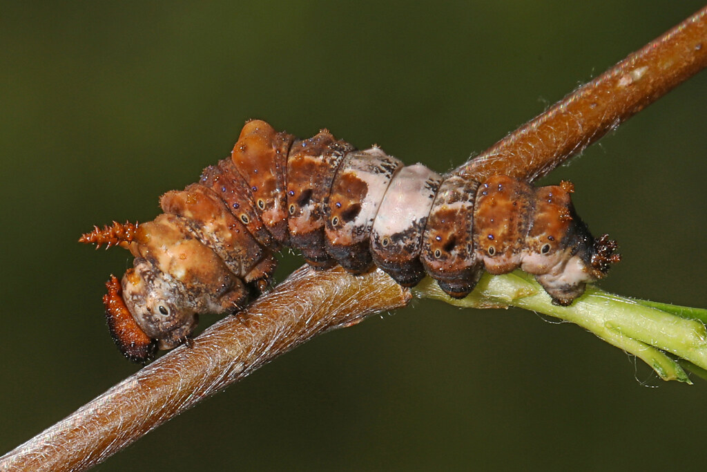 Viceroy Caterpillar