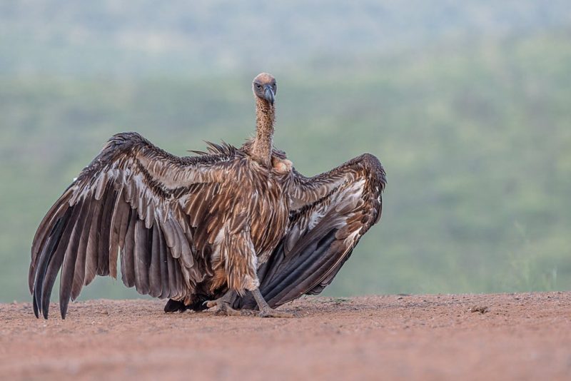 25-animals-that-eat-carrion