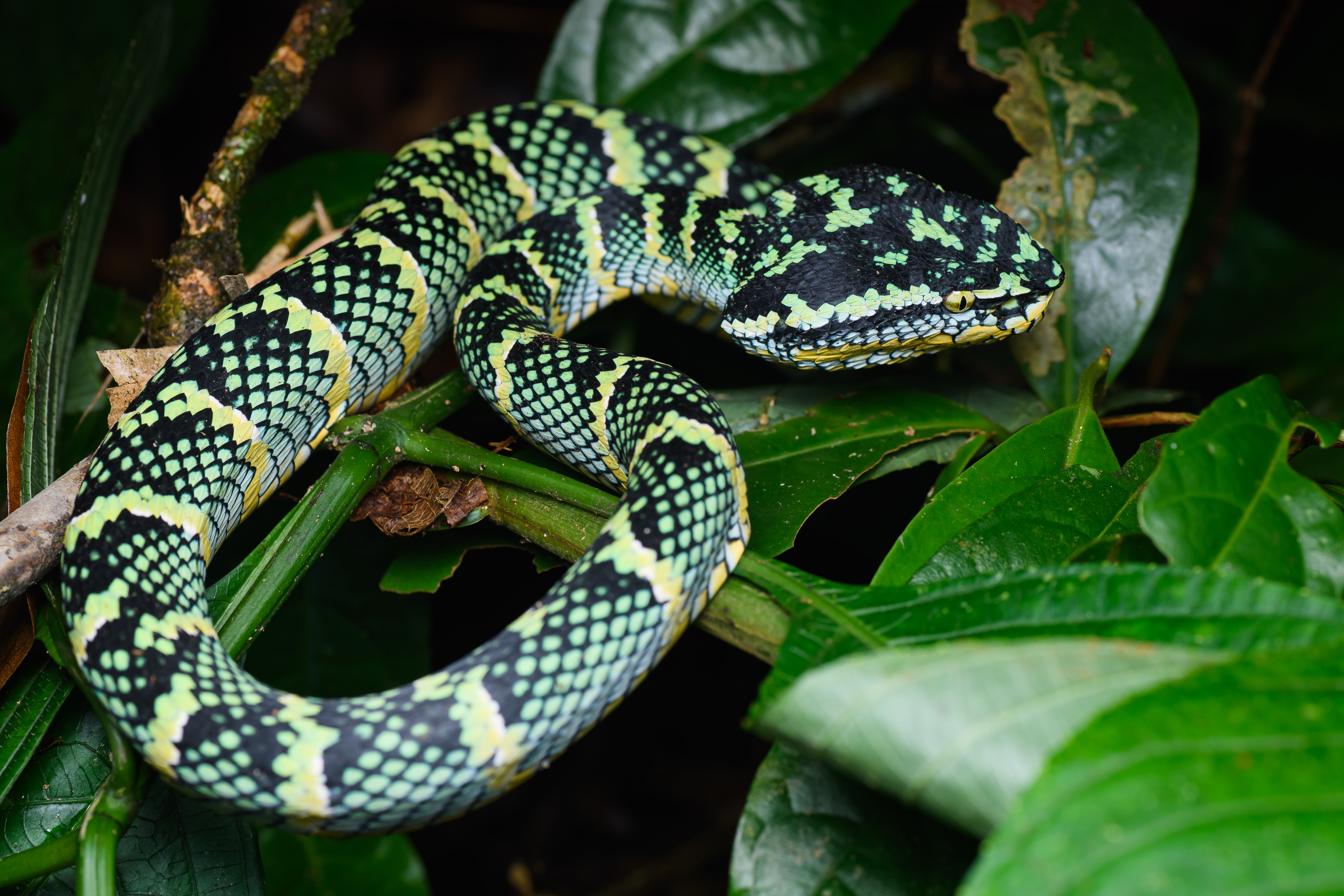 Wagler's Palm Pit Viper