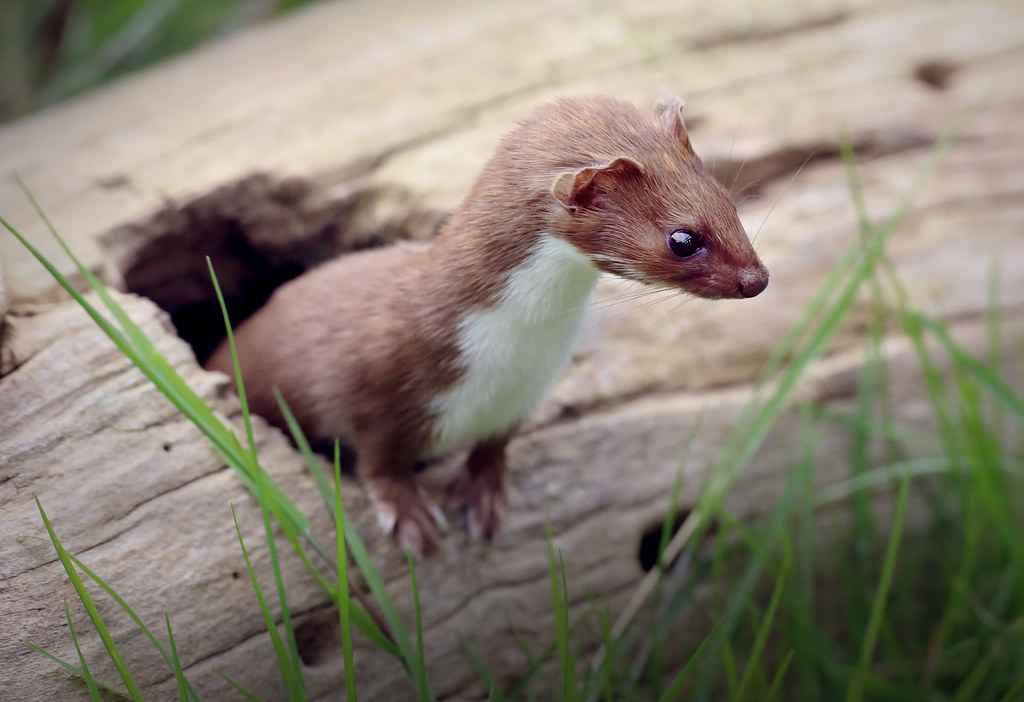 Weasels - Animals That Eat Eggs