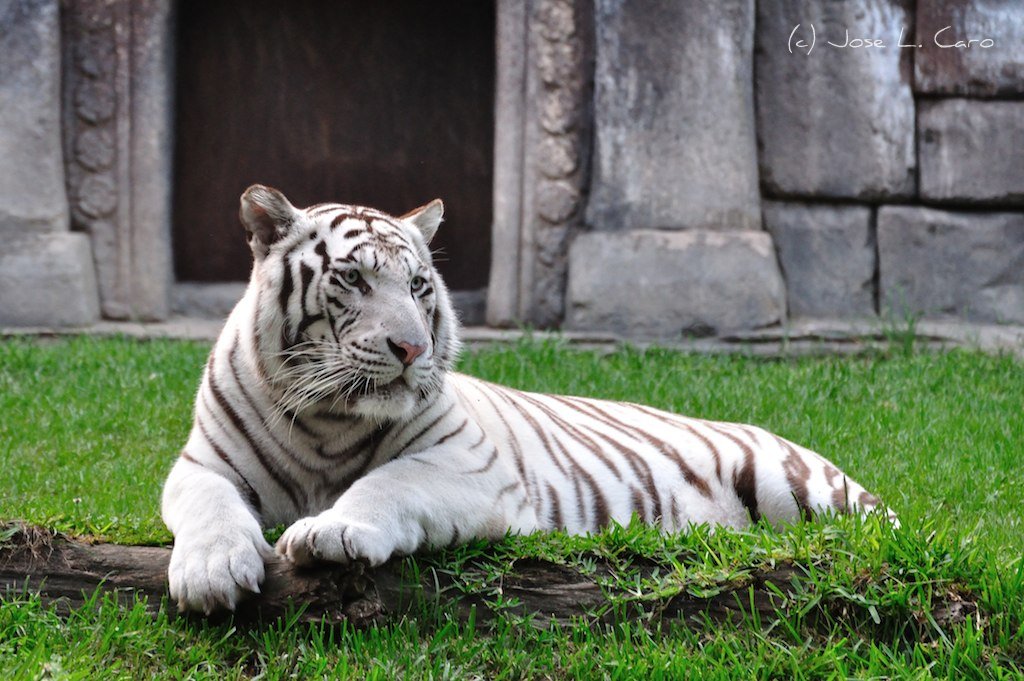 White Tigers - Animals With Blue Eyes