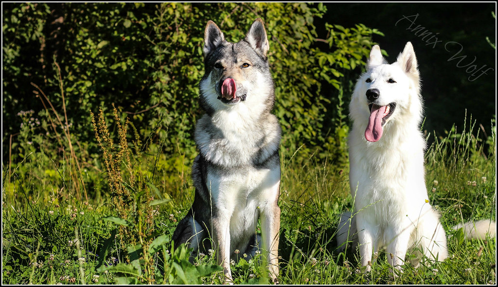 Wolfdog