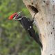 Woodpeckers in Iowa