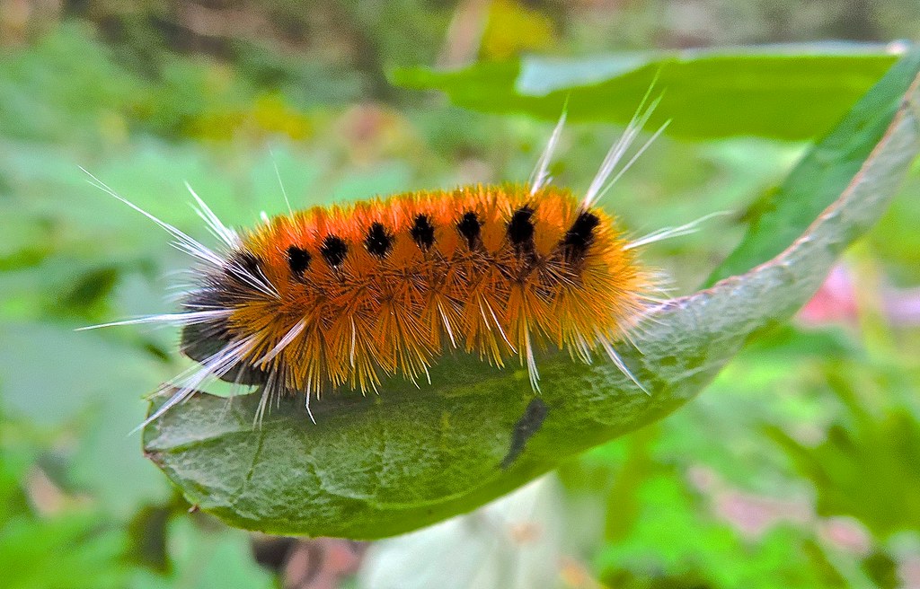 Woolly Bear Caterpillar - Brown Types of Caterpillars