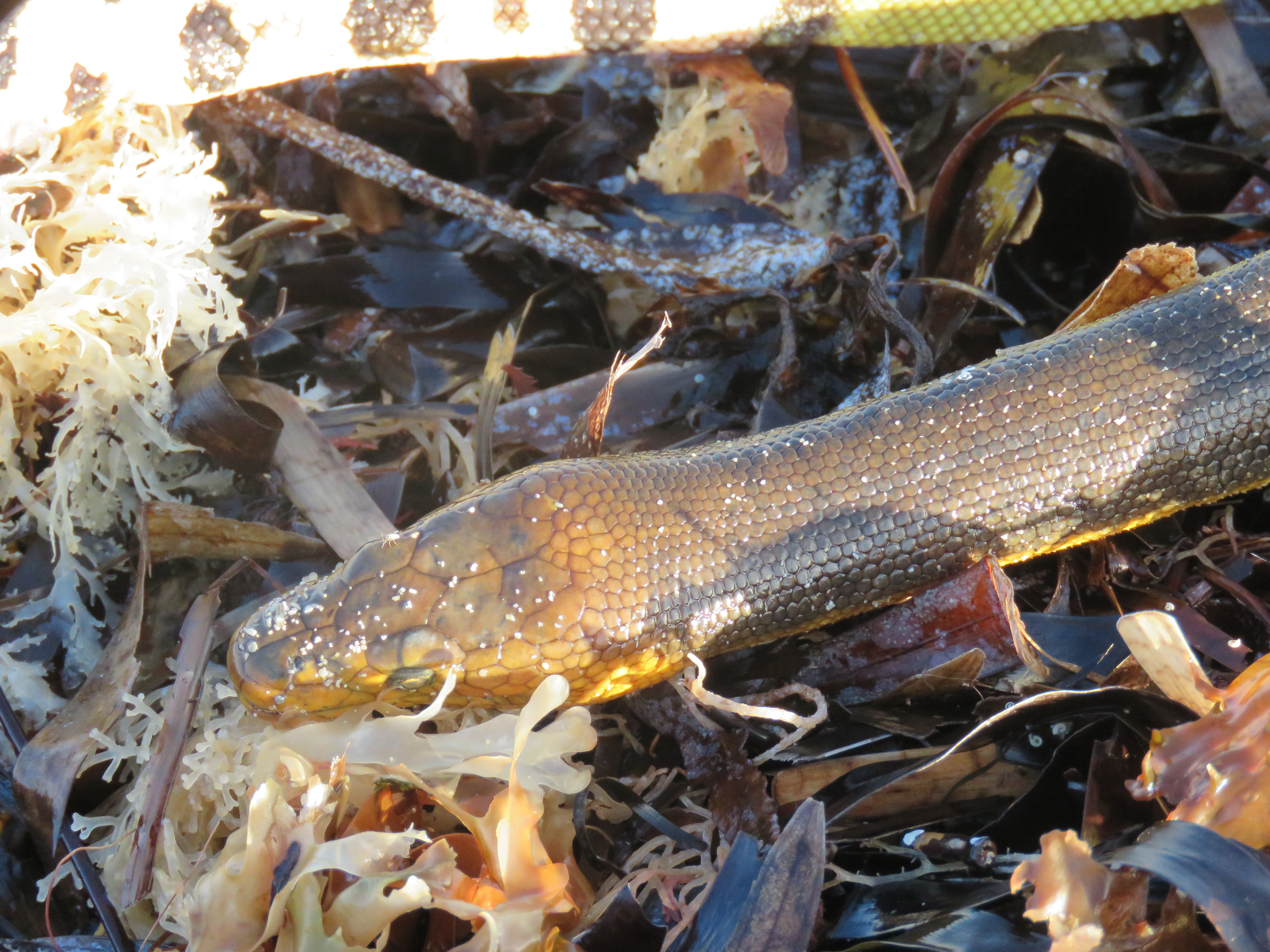 Yellow-Bellied Sea Snake