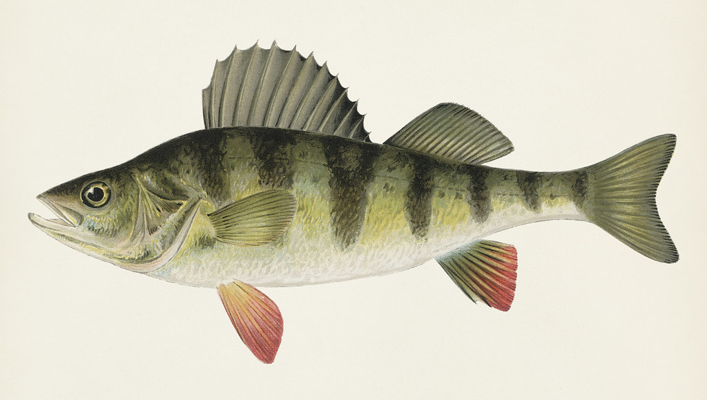 Yellow Perch Fish - Animals With Scales