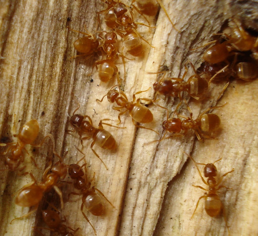 Yellow Shadow Ant (Lasius umbratus)