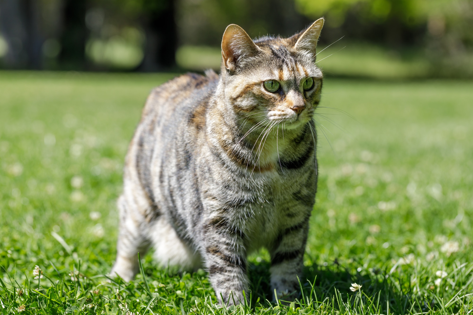 American Bobtail - Loudest Cat Breeds