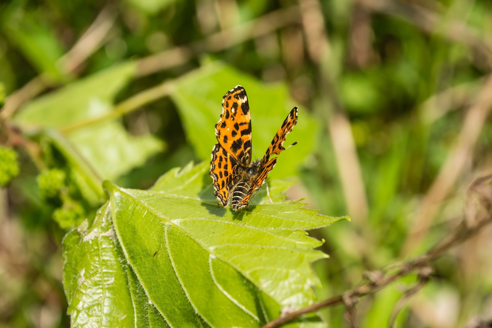 19 Animals That Eat Insects And Their Pictures