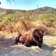 Animals on Catalina Island