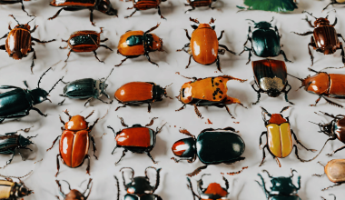 Different Types of Beetles in Canada