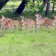 Different Types of Deer in Africa