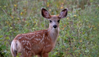 Different Types of Deer in North America