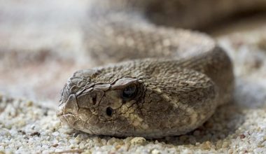 Different Types of Rattlesnakes in Kansas