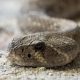 Different Types of Rattlesnakes in Kansas