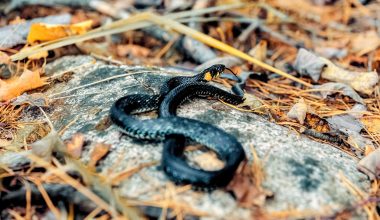 Different Types of Snakes in Maine