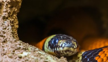 Different Types of Snakes in Mexico