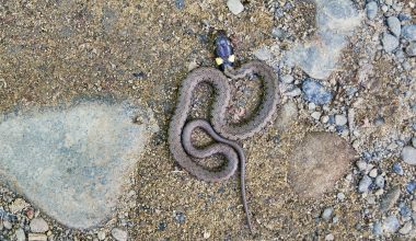 Different Types of Snakes in Michigan