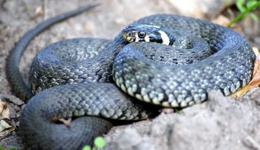 Different Types of Snakes in Oklahoma