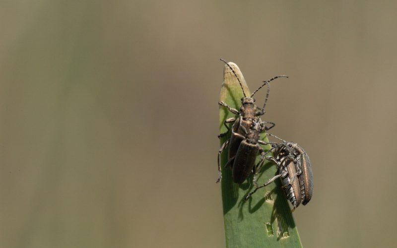 Types of Beetles in Georgia