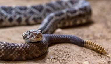 Types of Rattlesnakes in Arizona