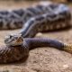Types of Rattlesnakes in Arizona