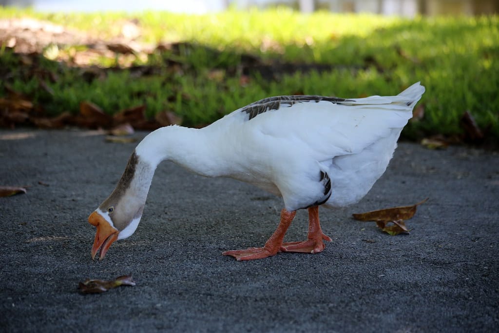 African Goose