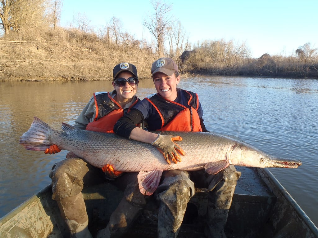 Alligator Gar