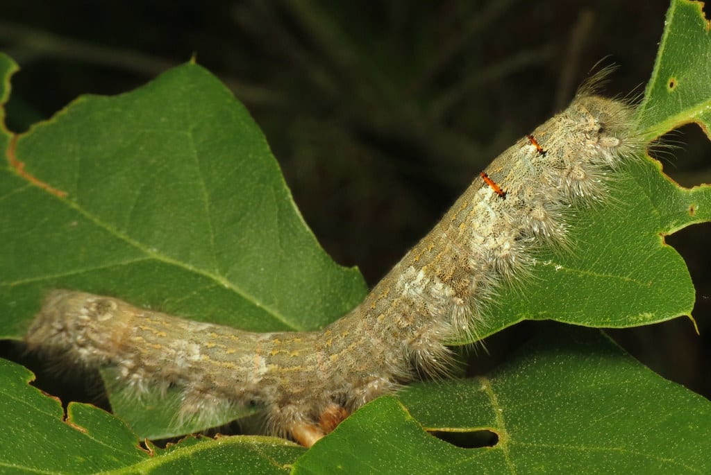 American Lappet Moth Caterpillar