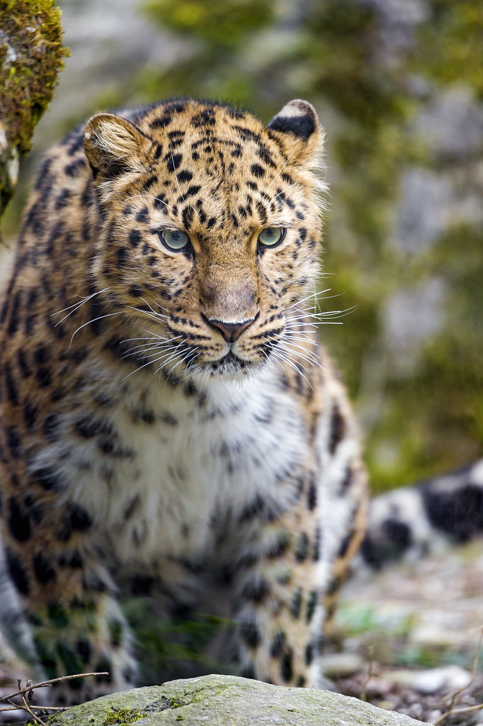 9 Different Types of Leopards (With Pictures)