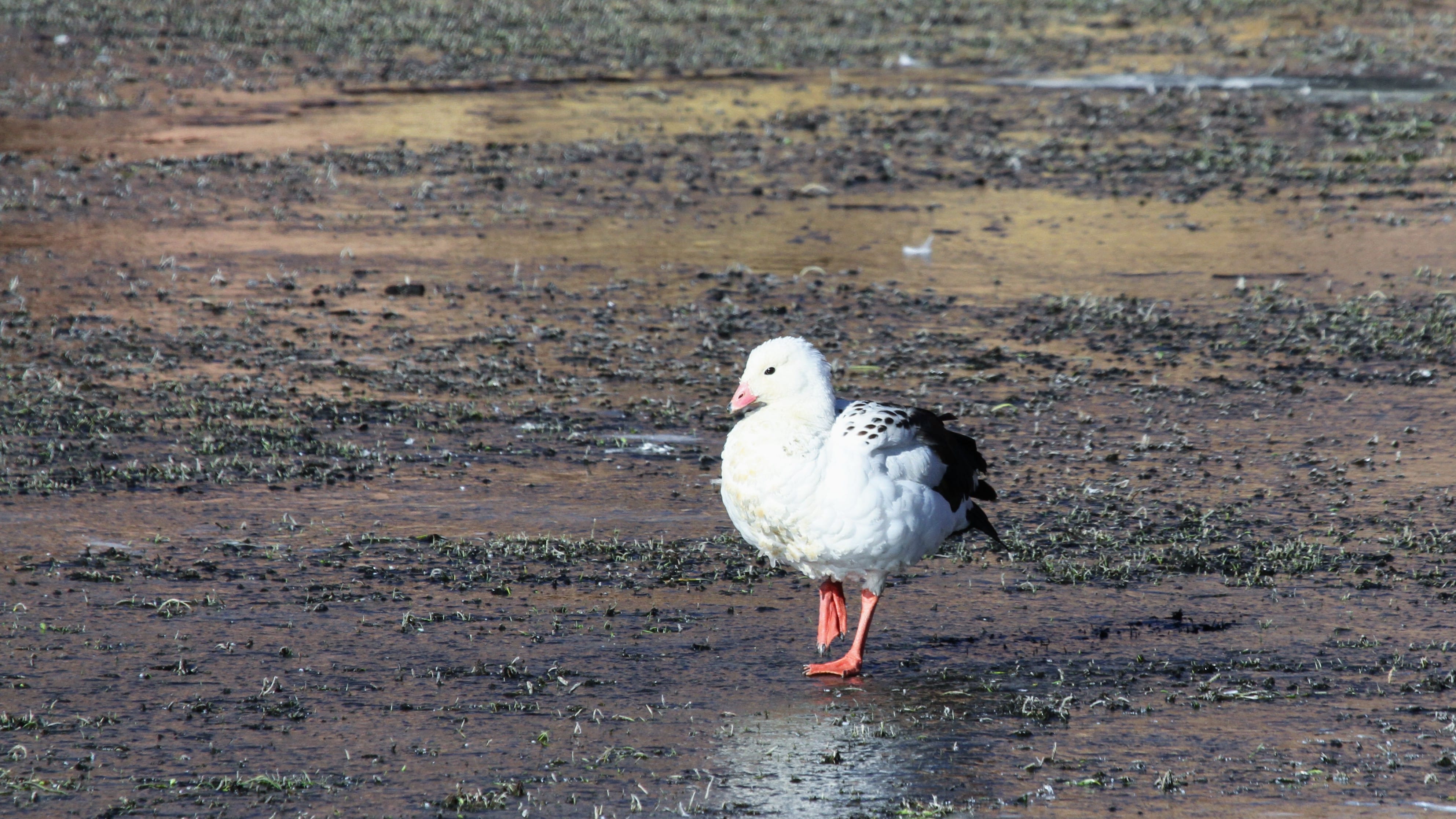 Andean Goose