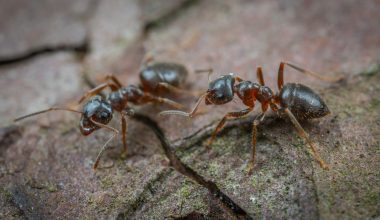 Animals That Eat Termites