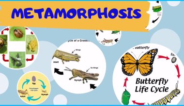 animals that go through metamorphosis