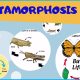 animals that go through metamorphosis