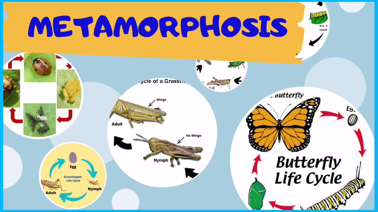 12 Animals That Go Through Metamorphosis (With Pictures)