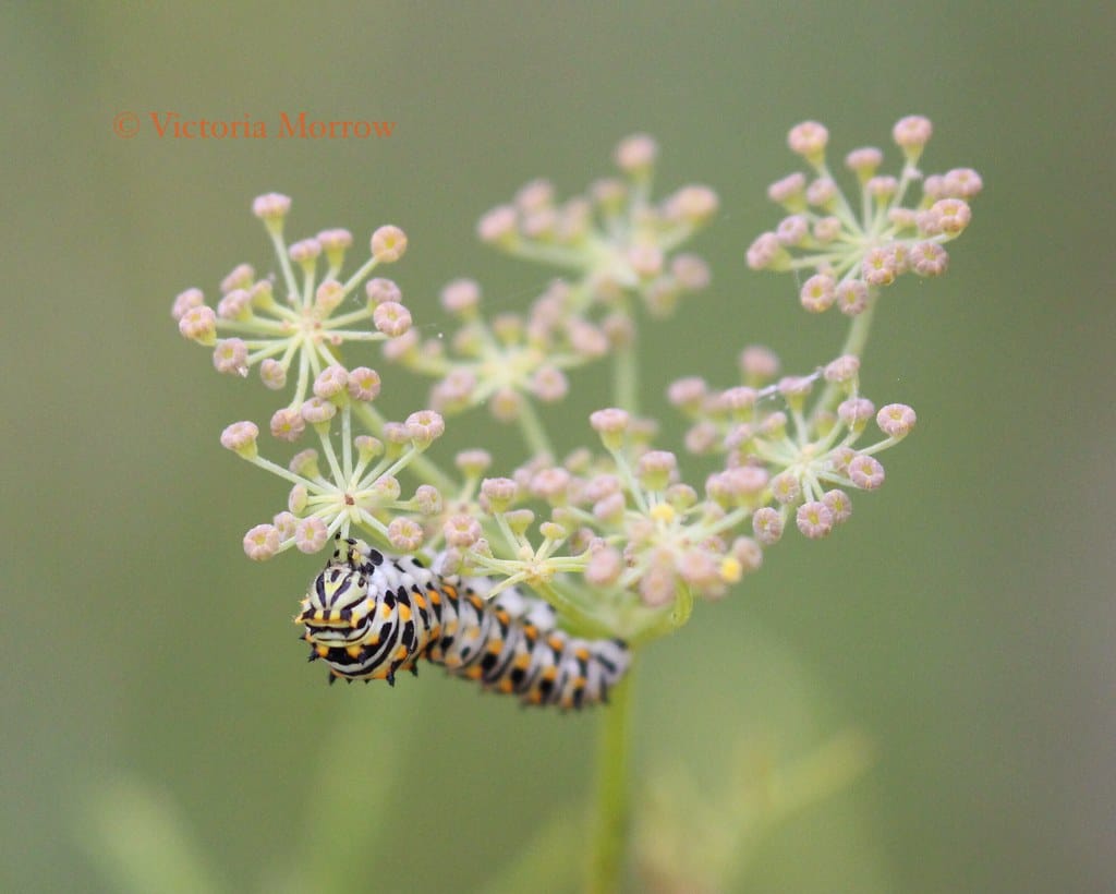 Anise Swallowtail Butterfly Caterpillar