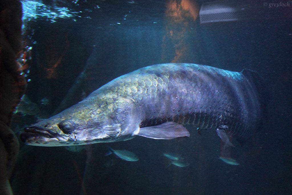 Arapaima